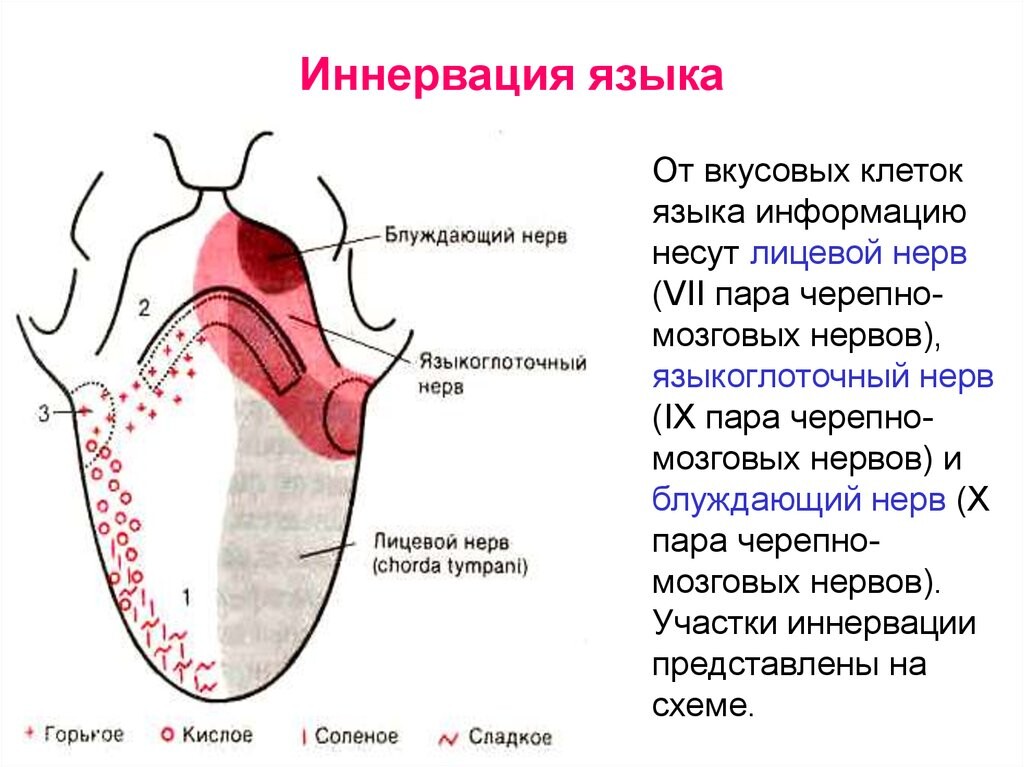 Где находится язык. Иннервация сосочков языка. Вкусовая иннервация передних 2/3 языка. Вкусовая чувствительность языка иннервация. Иннервация языка схема нервы.